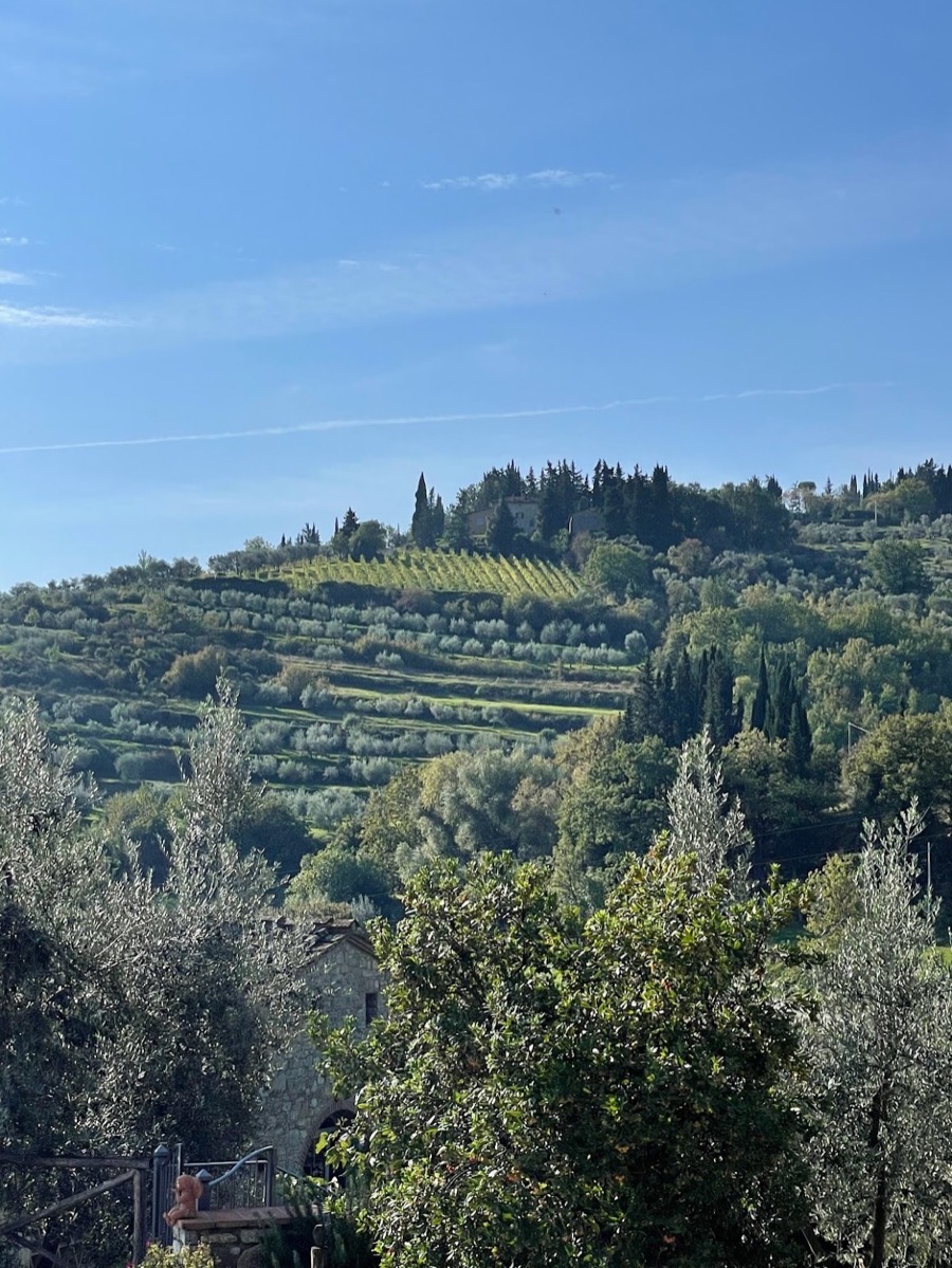 Olive groves and vineyards across a Tuscan hillside